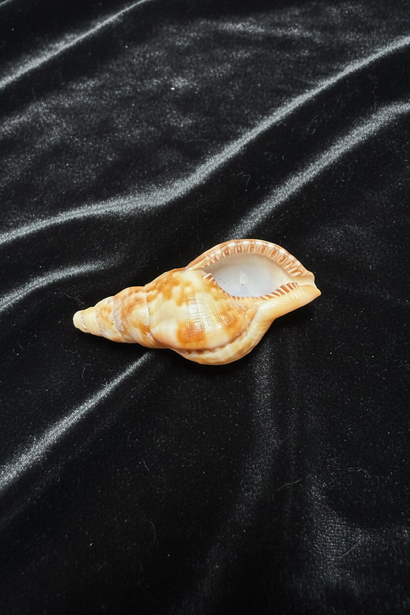 Triton Delray Beach FL 70mm